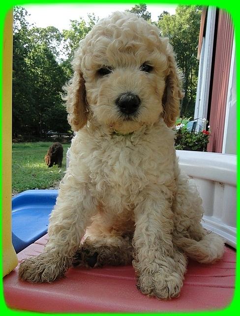 SR pups 7 wks old 30