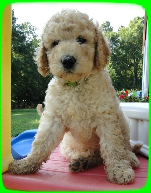 SR pups 7 wks old 31