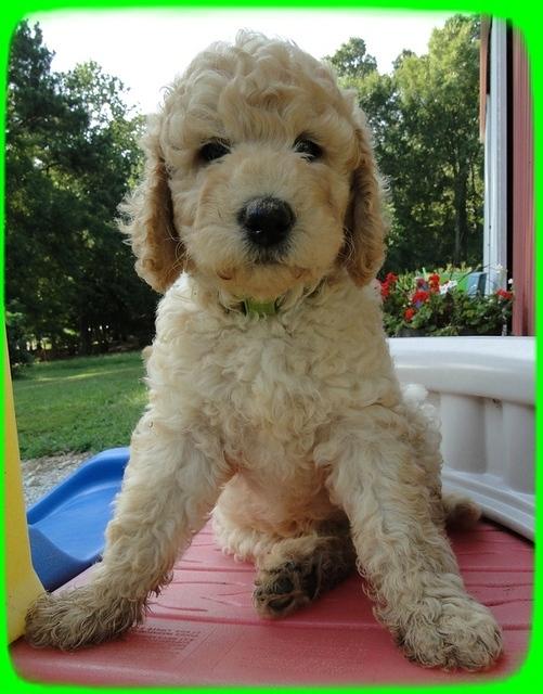 SR pups 7 wks old 32