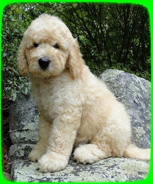 SR pups 8 wks old 49