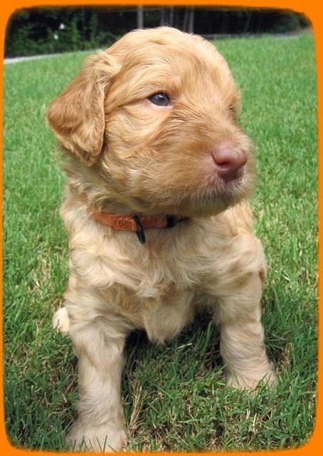 SR pups 4 wks old 29