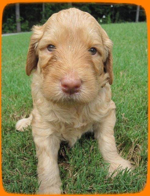 SR pups 4 wks old 30