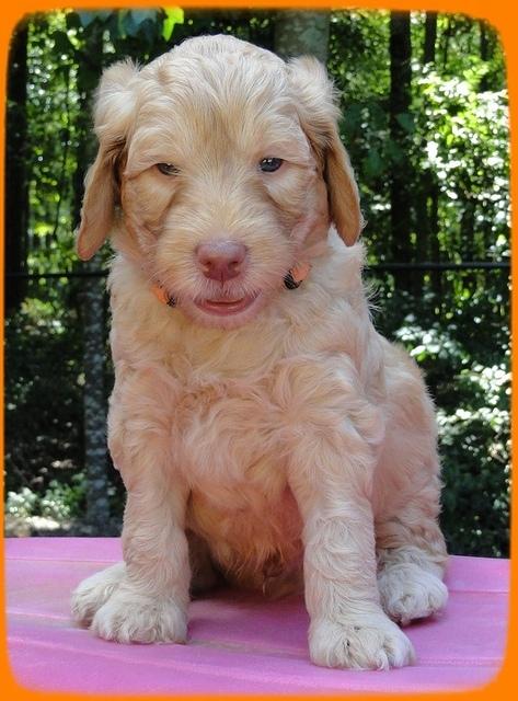 SR pups 5 wks old 11