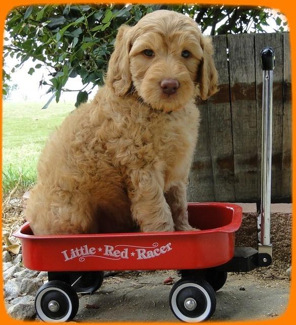 SR pups 6 wks old 23
