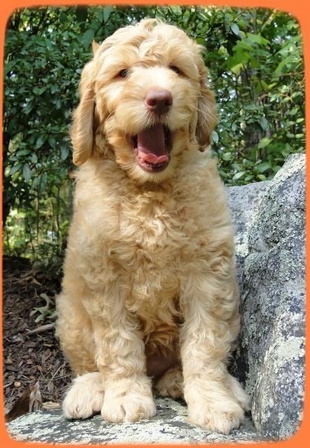 SR pups 8 wks old 15