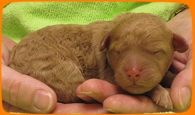 SR pups newborn 15