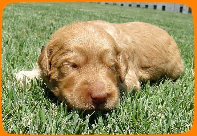 Sr pups 2 wks old 38