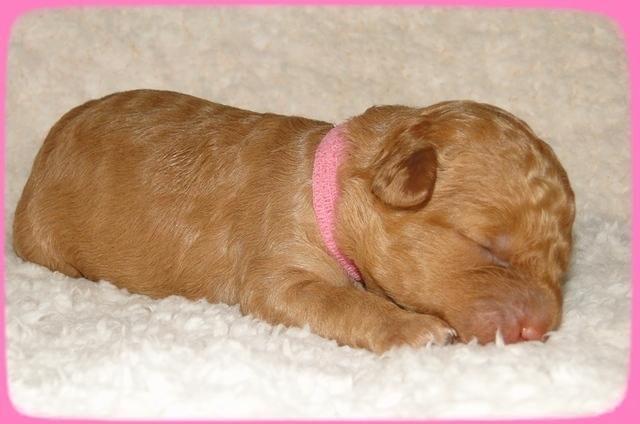 SR pups 1 wk old 1