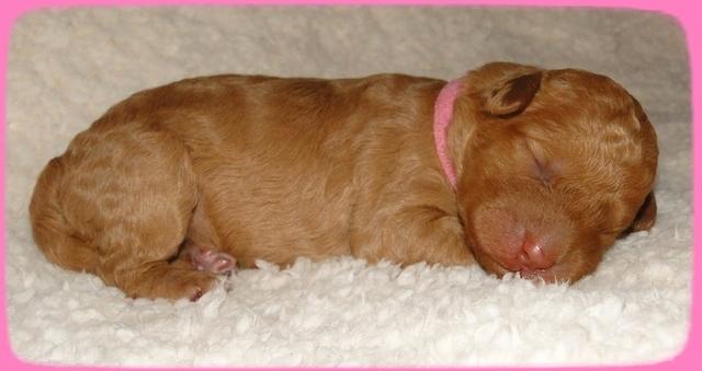 SR pups 1 wk old 4