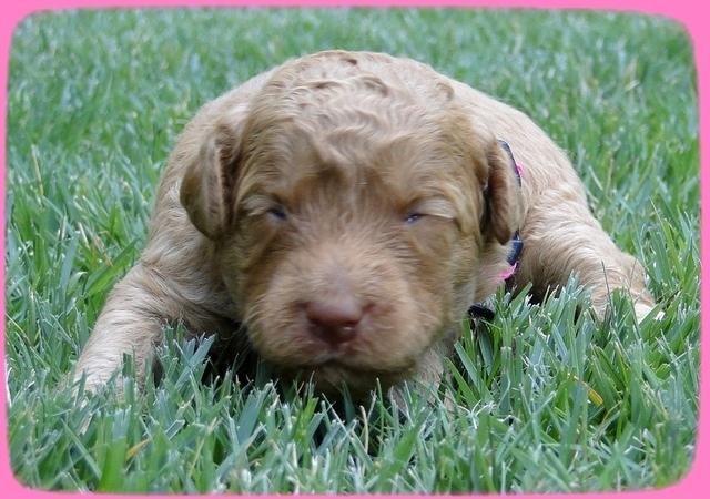 SR pups 2 wks old 15