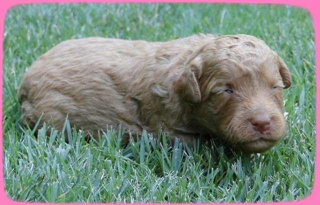 SR pups 2 wks old 17