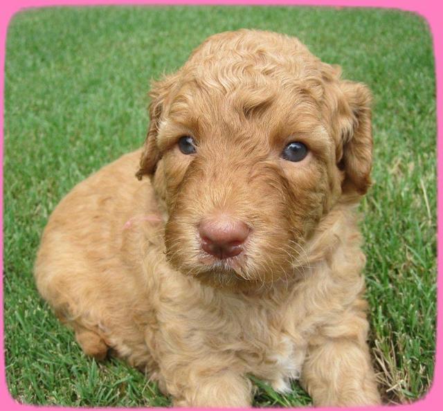 SR pups 4 wks old 34