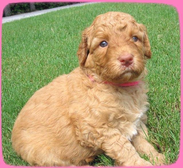 SR pups 4 wks old 35