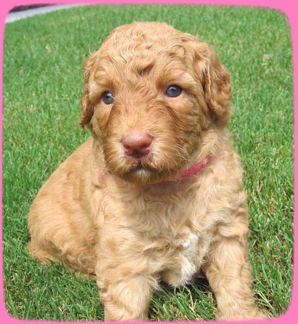 SR pups 4 wks old 36