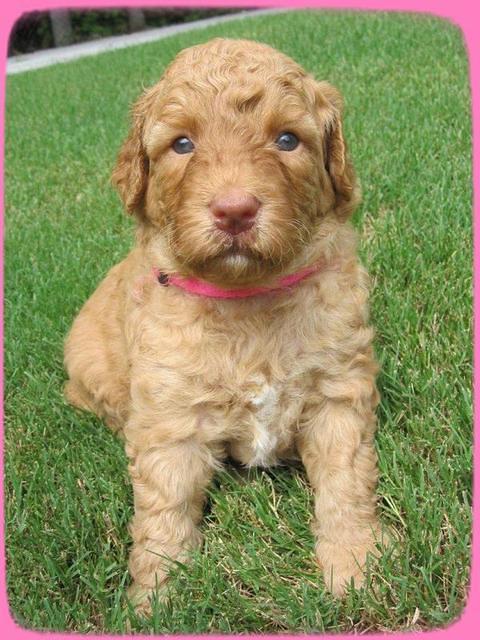 SR pups 4 wks old 37