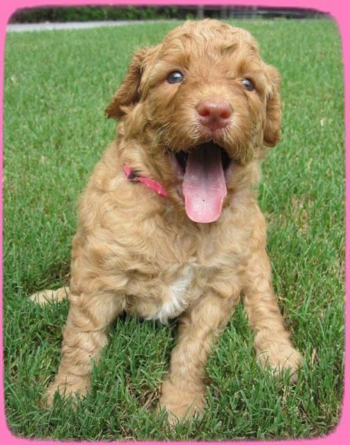 SR pups 4 wks old 39