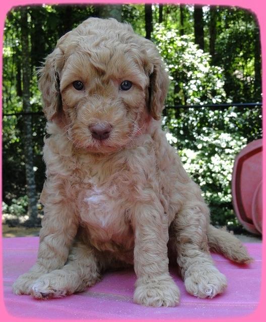 SR pups 5 wks old 20