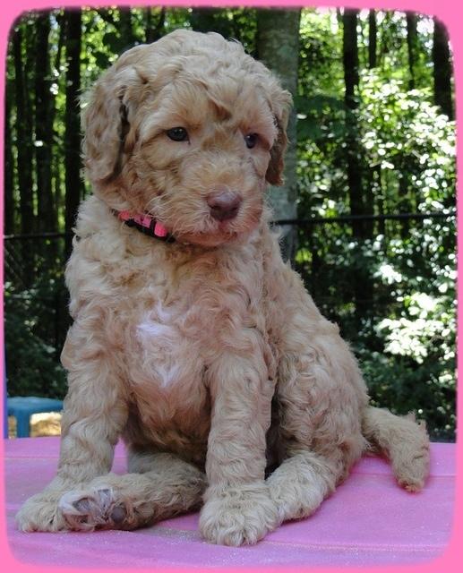 SR pups 5 wks old 21