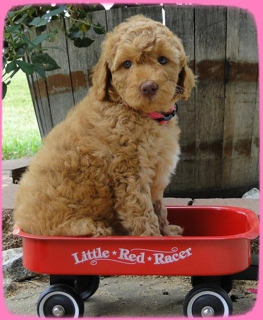 SR pups 6 wks old 31