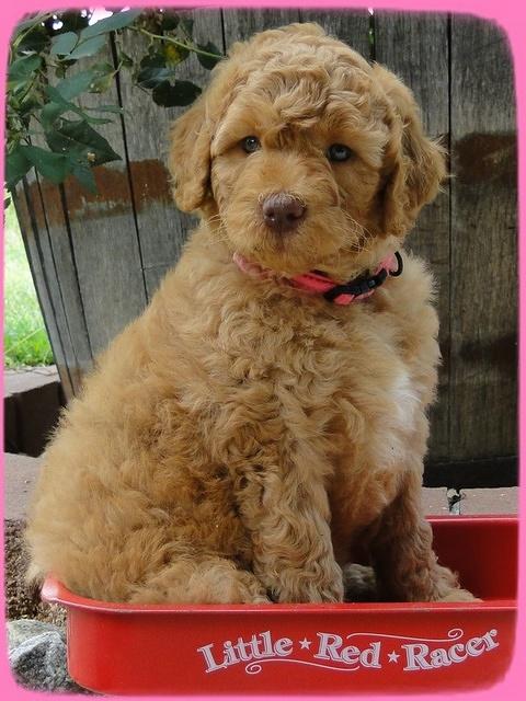 SR pups 6 wks old 34