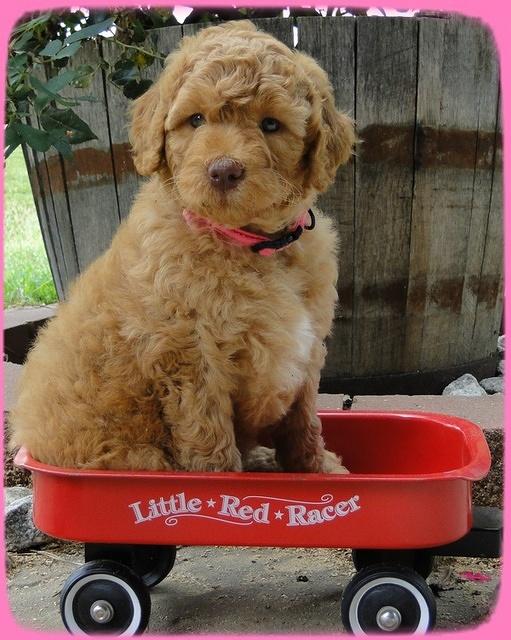 SR pups 6 wks old 35