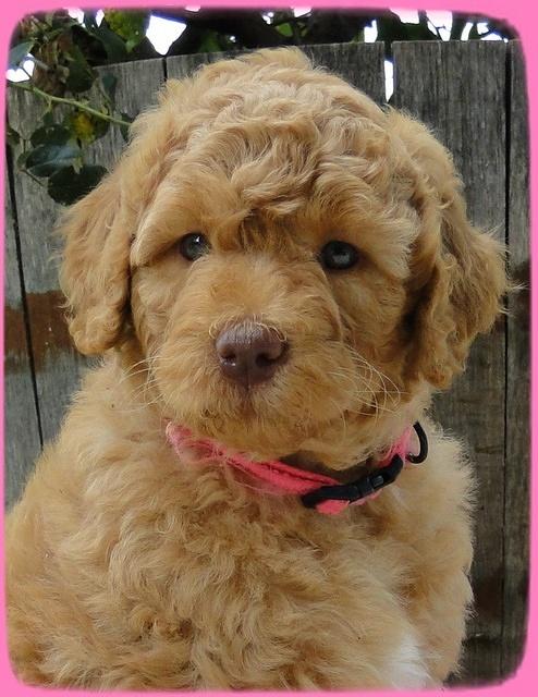 SR pups 6 wks old 36