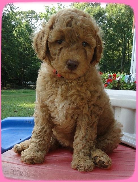 SR pups 7 wks old 26