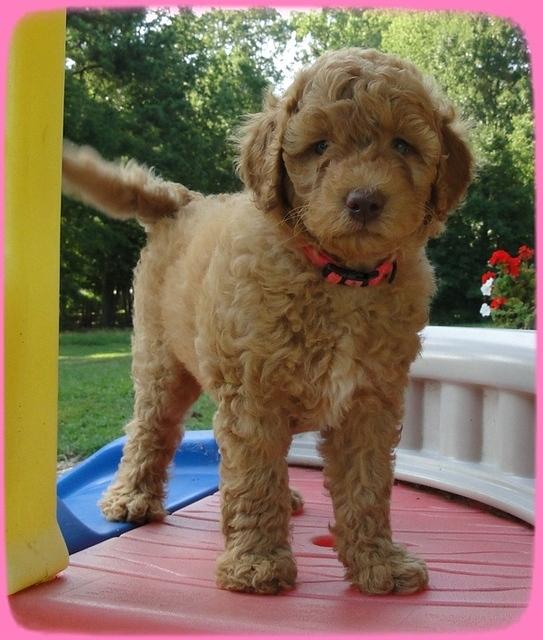 SR pups 7 wks old 27