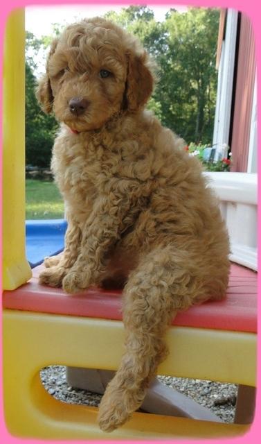 SR pups 7 wks old 28