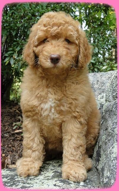 SR pups 8 wks old 13