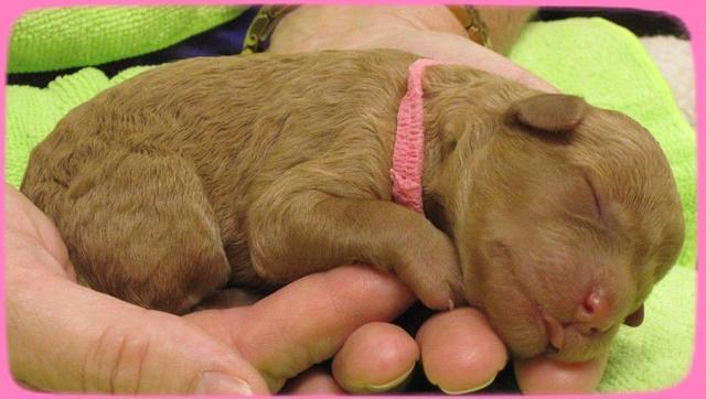 SR pups newborn 7