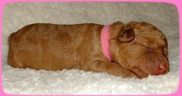 Sr pups 1 wk old 2