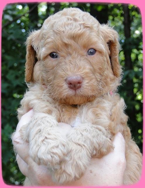 Sr pups 4 wks old face 13