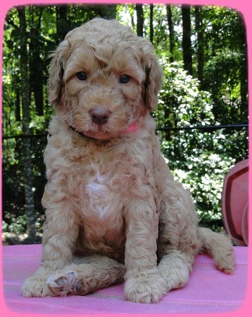 Sr pups 5 wks old 22