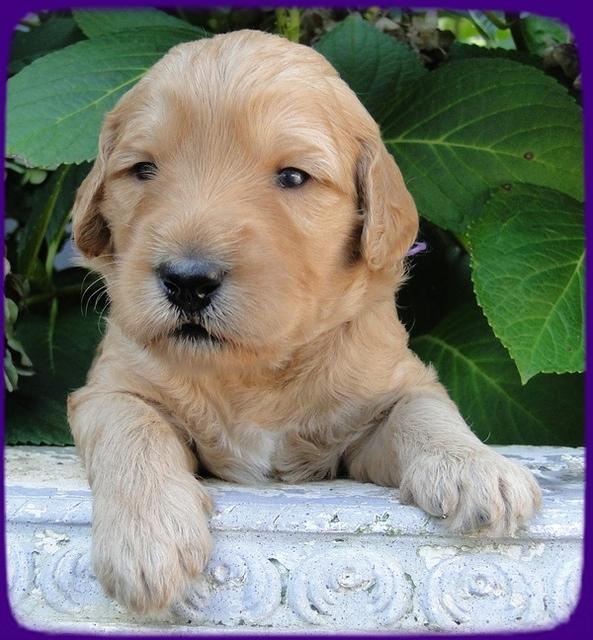 SR pups 3 wks old 11