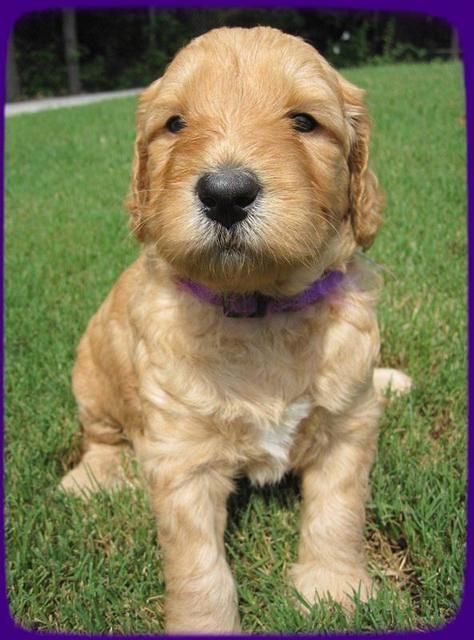 SR pups 4 wks old 42