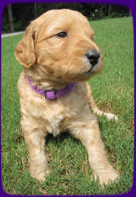 SR pups 4 wks old 43