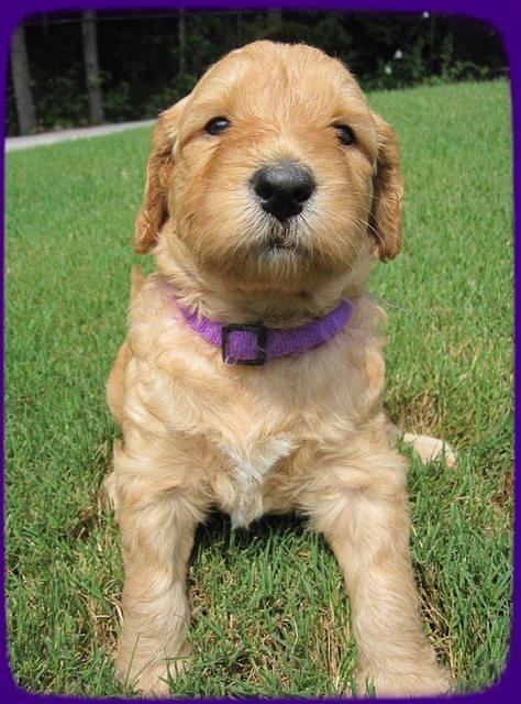 SR pups 4 wks old 44