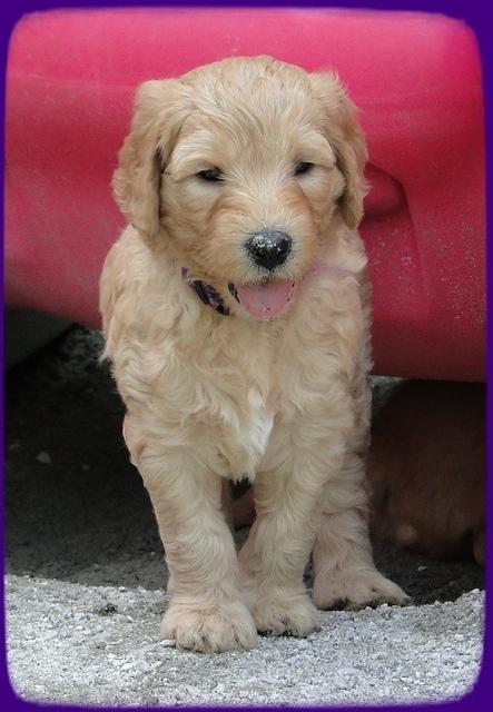 SR pups 5 wks old 27