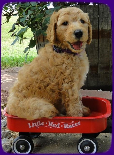 SR pups 6 wks old 29