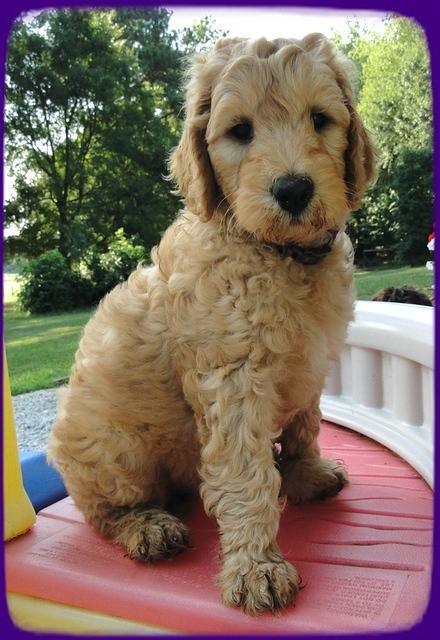 SR pups 7 wks old 22