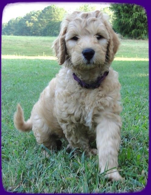 SR pups 7 wks old 25