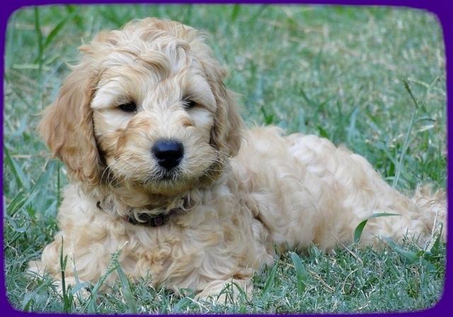 SR pups 8 wks old 50