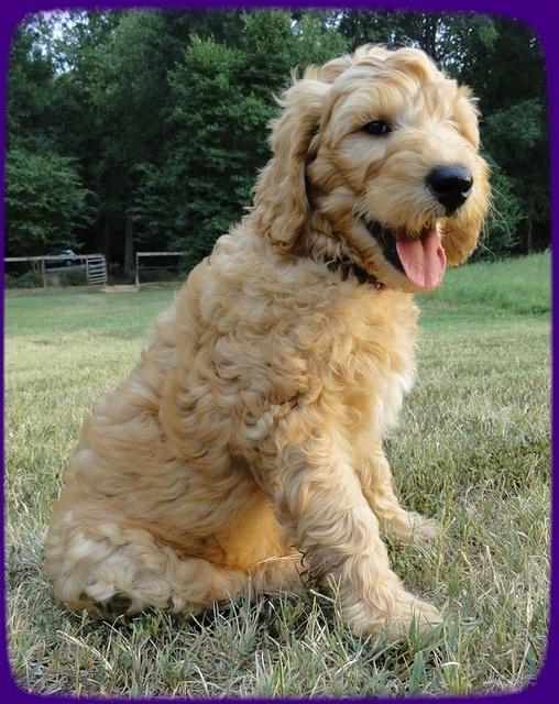 SR pups 8 wks old 52