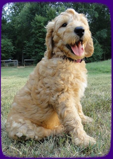 SR pups 8 wks old 53