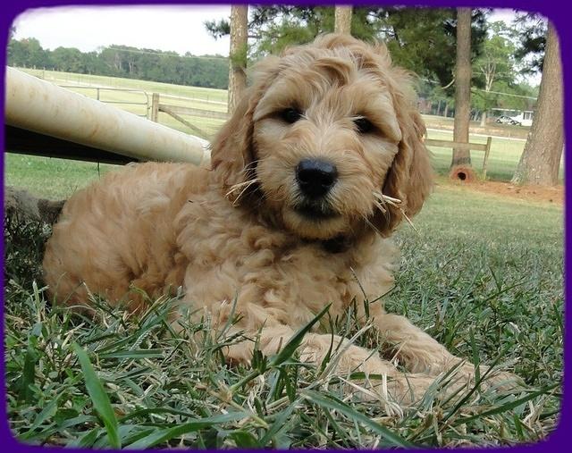 SR pups 8 wks old 54