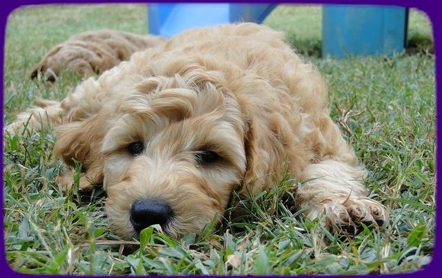 SR pups 8 wks old 70