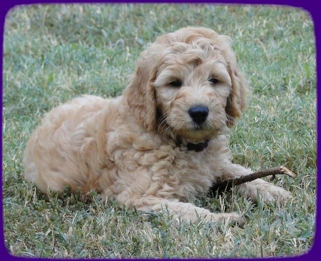 SR pups 8 wks old 71