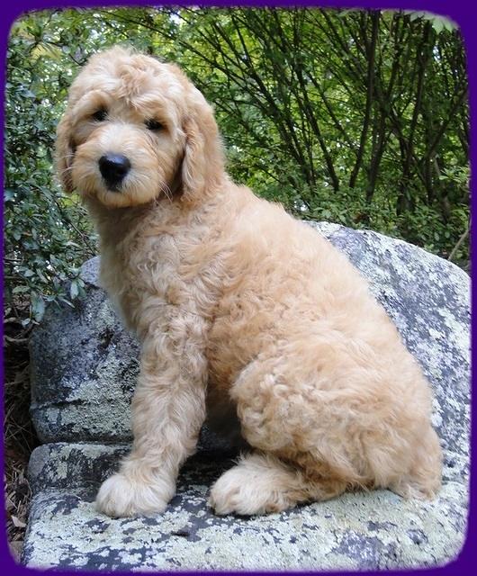 SR pups 9 wks old 4