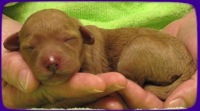 SR pups newborn 12